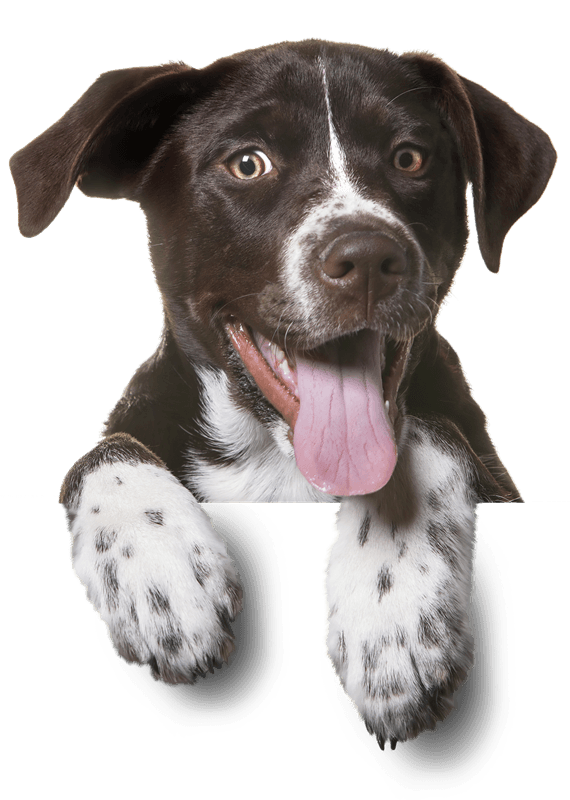 HOGAR ADOPCIÓN icon